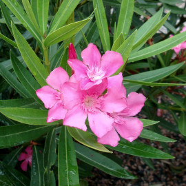 Nerium oleander 'Margarita' - Laurier rose à fleurs roses - Rosage simple