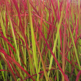 Imperata cylindrica 'Red Baron' - Herbe sanglante - Roseau flamboyant