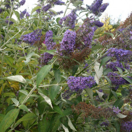 Buddleia lochinch - Arbre aux papillons bleu lilas - Buddleja stérile