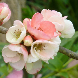 Chaenomeles superba 'Flocon Rose' - Cognassier du Japon blanc et rose