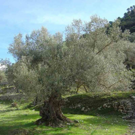Olea europaea 'Broutignan' - Olivier des Montagnettes - Olive pour l'huile