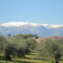 Olea europaea 'Olivière' - Olivier du Roussillon - Olive Palma