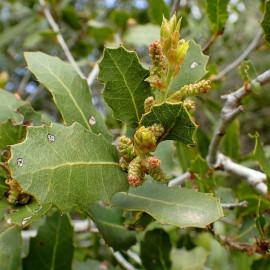 Quercus coccifera - Chêne Kermès persistant - Chêne des garrigues