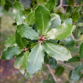 Quercus coccifera - Chêne Kermès persistant - Chêne des garrigues