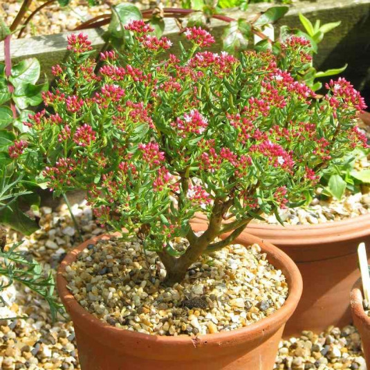 Crassula sarcocaulis - Plante succulente rustique