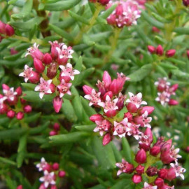 Crassula sarcocaulis - Plante succulente rustique