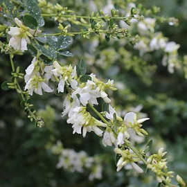 Lespedeza japonica 'Alba' - Trèfle en arbre à fleurs blanc crème