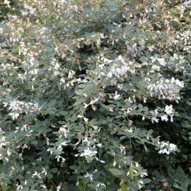 Lespedeza japonica 'Alba' - Trèfle en arbre à fleurs blanc crème