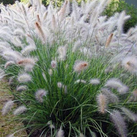Pennisetum villosum - Herbe aux écouvillons hérissés