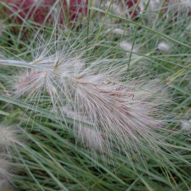 Pennisetum villosum - Herbe aux écouvillons hérissés