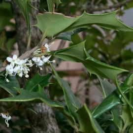 Osmanthus heterophyllus 'Gulftide' - Osmanthe faux houx compacte
