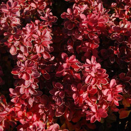 Berberis thunbergii 'Admiration'® - Epine-vinette à feuilles marginées