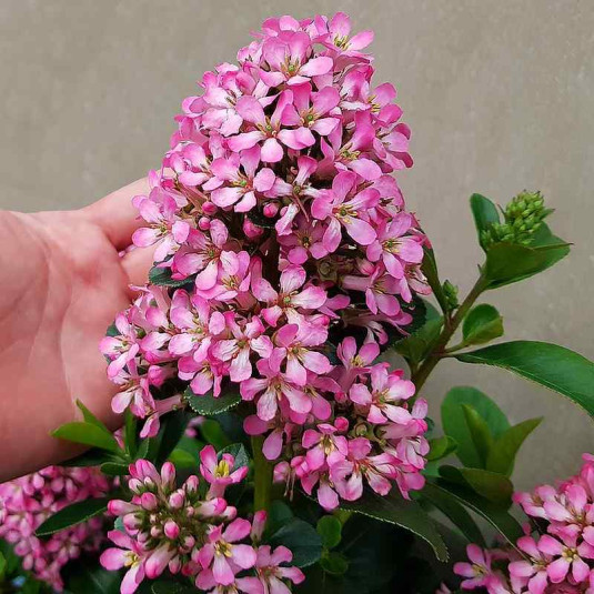 escallonia-laevis-pink-elle-vente-escalonia-nain-rose