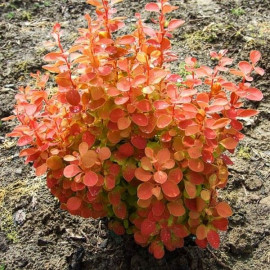 Berberis thunbergii 'Orange Ice'® - Epine-vinette à feuilles orangées