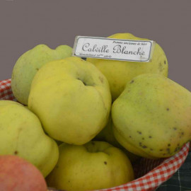 Pommier ancien 'Calville Blanche' * - Malus communis à pommes d'hiver