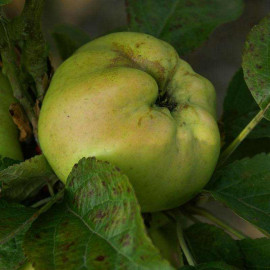 Pommier ancien 'Calville Blanche' * - Malus communis à pommes d'hiver