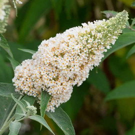 Buddleia davidii Buzz 'Ivory'® - Petit arbre aux papillons blanc ivoire