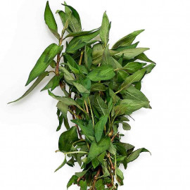 Persicaria odorata - Coriandre vietnamienne - Rau Ram