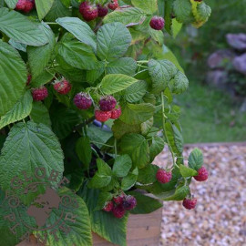 Rubus idaeus Rustica 'Yummy' - Framboisier nain à fructification rapide