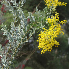 Acacia cultriformis - Mimosa couteau