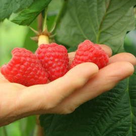 Rubus idaeus 'Versailles' - Framboisier remontant à gros fruits précoces