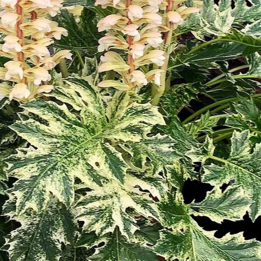 Acanthus 'Whitewater'® - Acanthe panachée