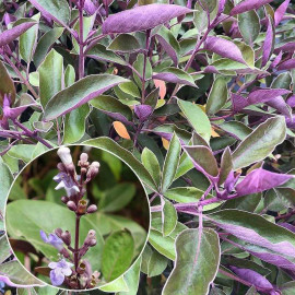 Vitex trifolia 'Purpurea' - Lilas d'Arabie - Gattilier trifolié