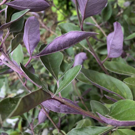 Vitex trifolia 'Purpurea' - Lilas d'Arabie - Gattilier trifolié