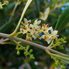 Olea europaea 'Negrette' - Olivier pour l'huile - Olive hâtive du Gard