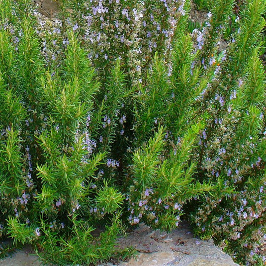 Rosmarin officinal - Vente Romarinus officinalis - Plant