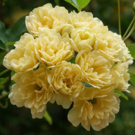 Rosa banksiae 'Lutea Plena' - Rose de banks jaune - Rosier grimpant