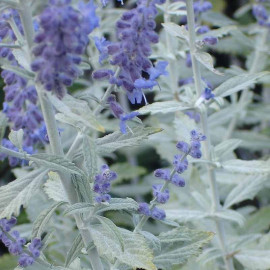 Perovskia atriplicifolia 'Silvery Blue'® - Lavande d'Afghanistan argentée