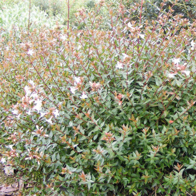 Abelia grandiflora 'Prostrata' - Abélia nain