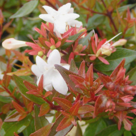 Abelia grandiflora 'Prostrata' - Abélia nain