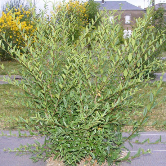 Ligustrum vulgare - Troène d'Europe - Troène champêtre en racines nues
