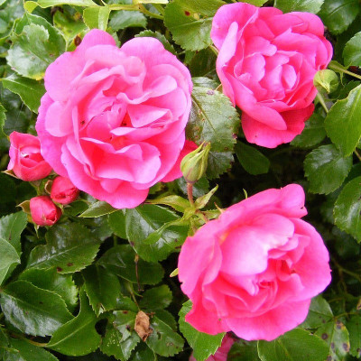 Rosa 'Fairy Rood' - Rosier buisson polyantha rose à fleurs doubles