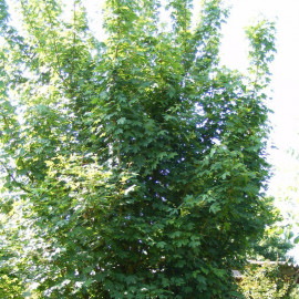 Acer campestris - Erable champêtre - Auzerelle