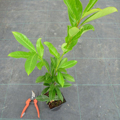 Prunus laurocerasus...