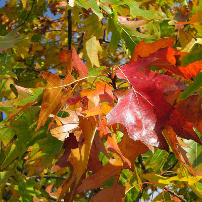 Quercus rubra - Chêne rouge d'Amérique en godet forestier