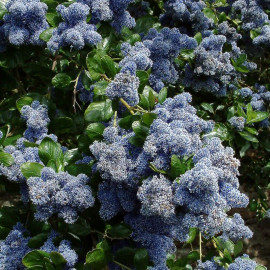 Ceanothus arboreus 'Trewithen Blue' - Céanothe persistante bleu clair