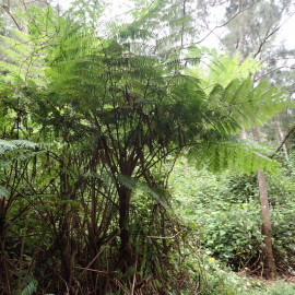Cyathea cooperi - Fougère arborescente d'Australie - Fougère de cooper