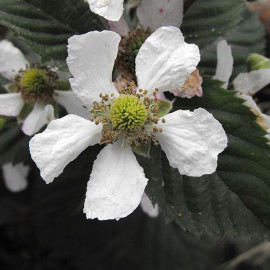 Rubus fruticosus 'Triple Crown' - Murier autofertile - Ronce grimpante