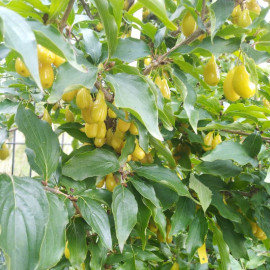 Cornus mas 'Nieznyj' * - Cornouiller mâle à gros fruits jaunes