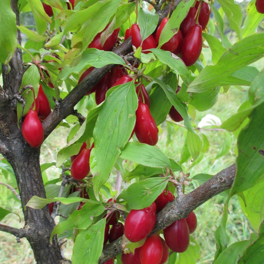 Cornus mas 'Swietlaczok' * - Cornouiller mâle à gros fruits rouges
