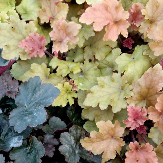 Heuchera villosa 'Marmalade' Vente Heuchère caramel