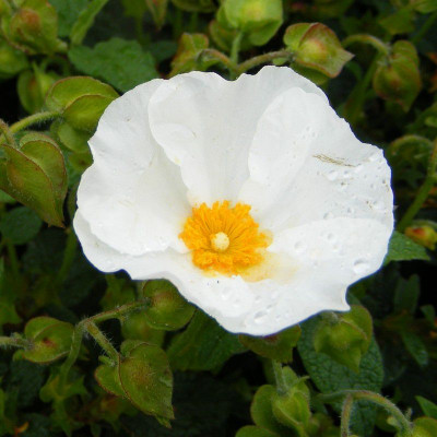 Cistus corbariensis - Ciste blanc - Rose du soleil