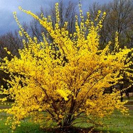 Forsythia intermedia 'Lynwood Gold' - Mimosa de Paris jaune d'or
