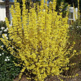Forsythia intermedia 'Spring Glory' - Mimosa de Paris jaune