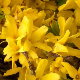 Forsythia intermedia 'Spring Glory' - Mimosa de Paris jaune