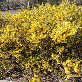 Forsythia Marée d'or 'Courtasol' - Mimosa de Paris jaune couvre-sol